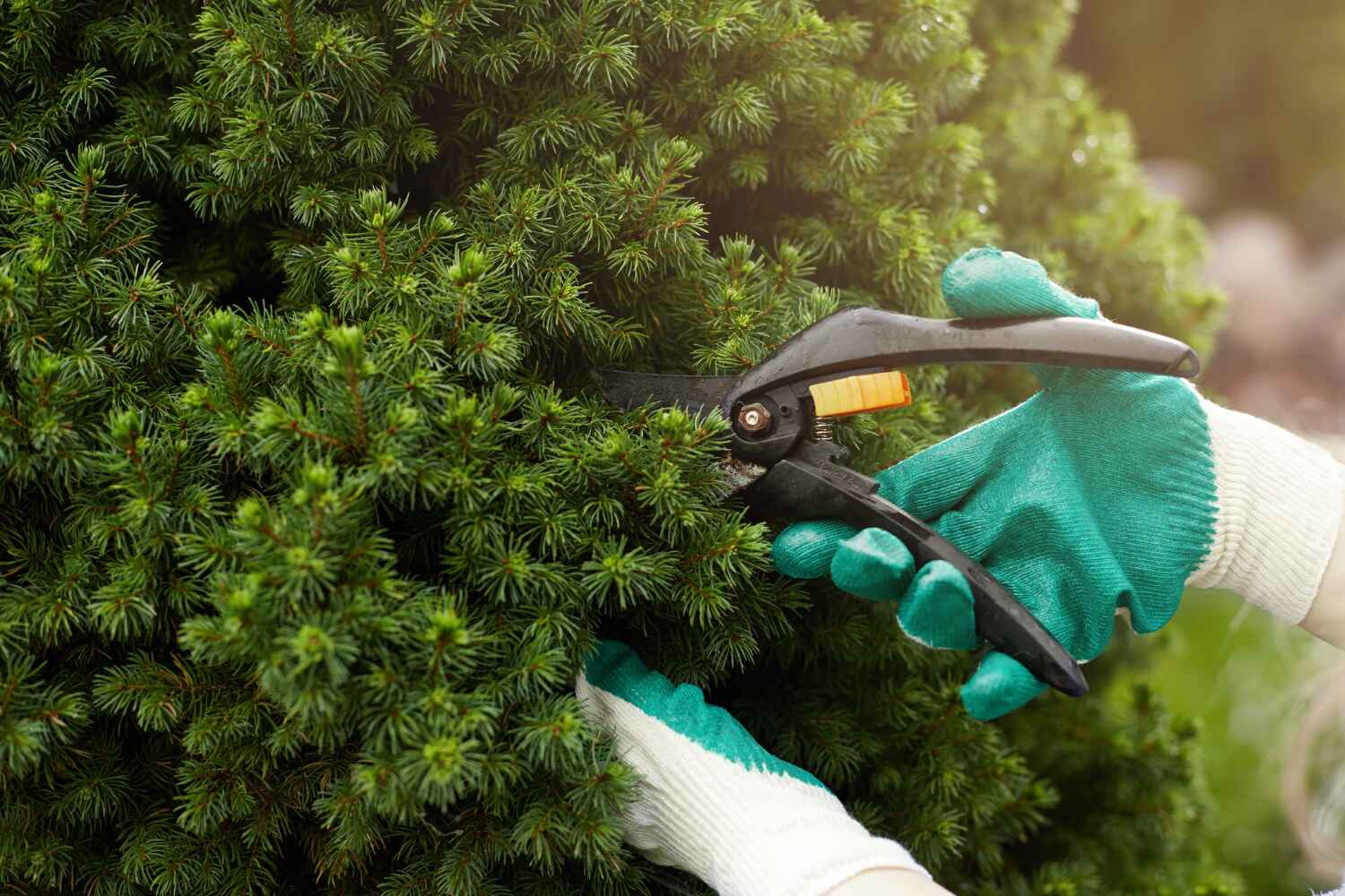 Best Palm Tree Trimming  in Islamorada Village Of Islands, FL